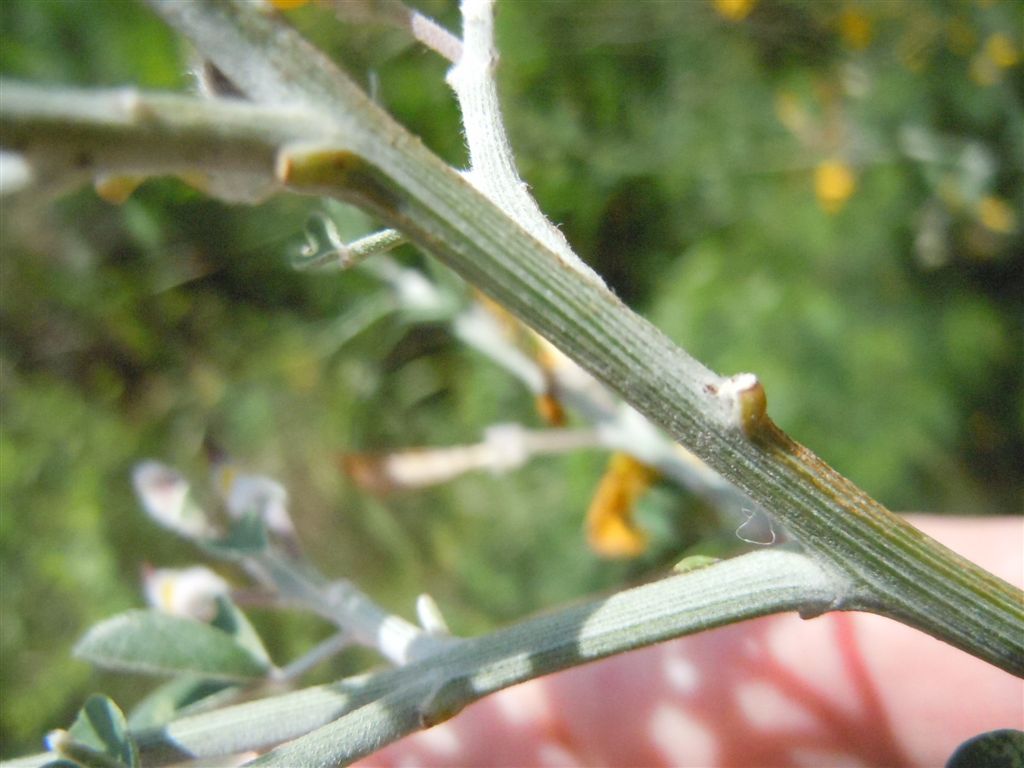 Calicotome villosa / Sparzio villoso